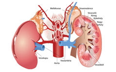 ha a vese beteg vese működése, veseelégtelenség